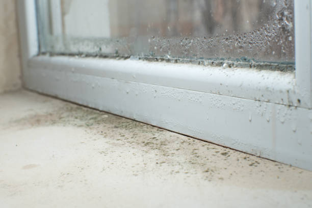 Reliable Richmond, MN Mold Remediation Solutions